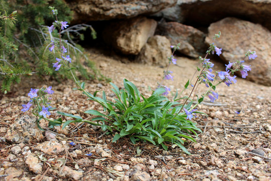 Blue Mist Penstemon, penstemon virens, wild flower
