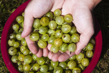Gooseberries hand