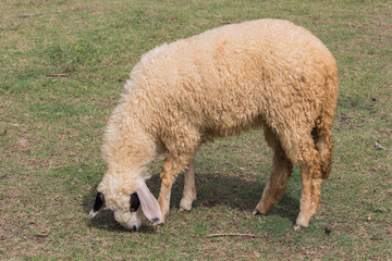 Fototapeta premium Sheep eating hay