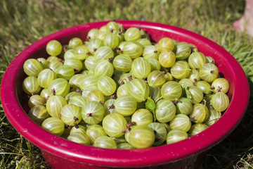 Gooseberries