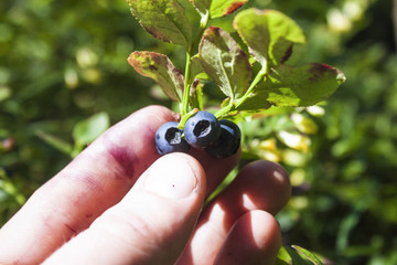 Picking blueberries