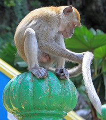 monkey is sitting on green sphere, Batu caves