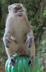 monkey is sitting on green sphere, Batu caves