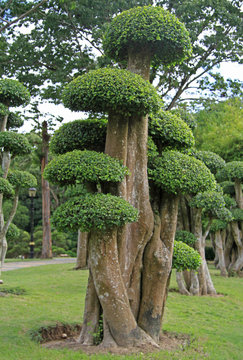 bonsai trees in botanical garden