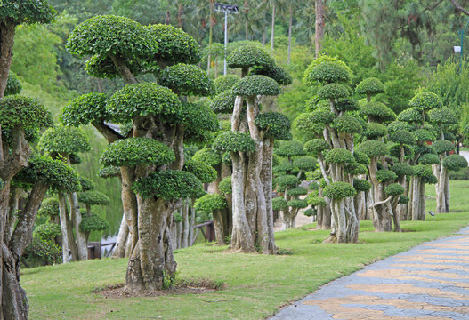 bonsai trees in botanical garden