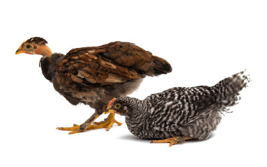 Chickens is standing and looking