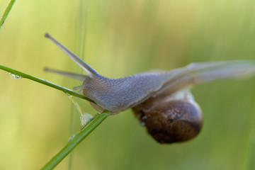 snail on branch