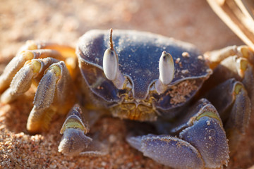 Red Sea ghost crab, Ocypode saratan