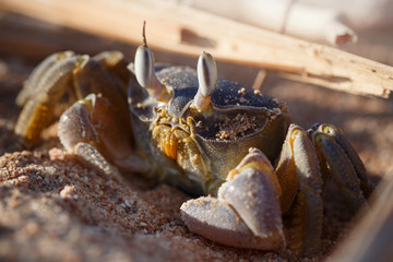 Red Sea ghost crab, Ocypode saratan