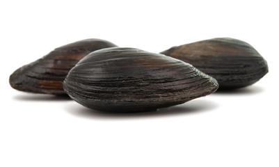 mussels