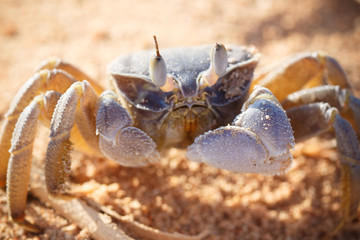 Red Sea ghost crab, Ocypode saratan
