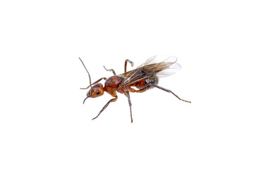 Brown insect on a white background