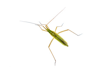 Green insect isolated on a white background
