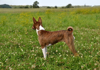 Basenji dog in a grass