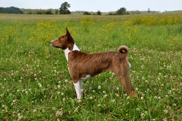 Basenji dog in a grass