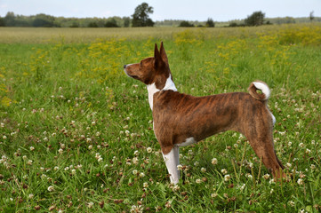 Basenji dog in a grass