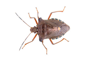 Brown shield bug on a white background