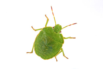 Green shield bug on a white background