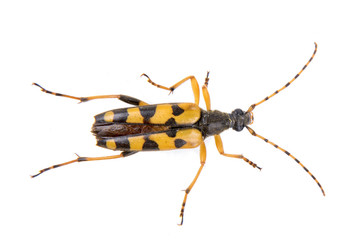 Yellow black bug on a white background