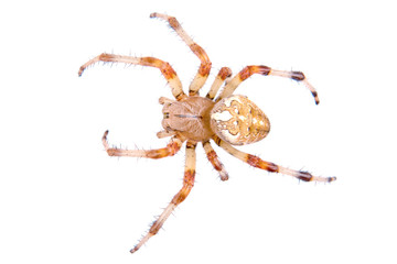 Brown spider on a white background