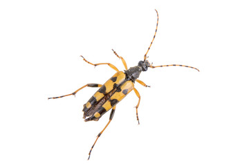 Yellow black bug on a white background