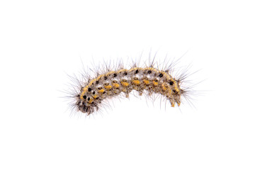 Colored caterpillar on a white background