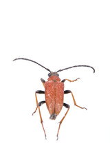 Rusty beetle on a white background