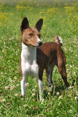 Basenji dog in a grass