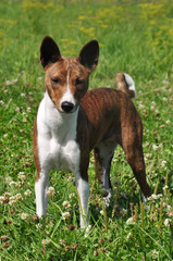 Basenji dog in a grass