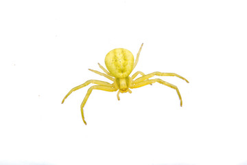 Green spider on a white background