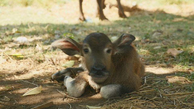 Close up of a buffalo calf lying down under tree shade and looking back