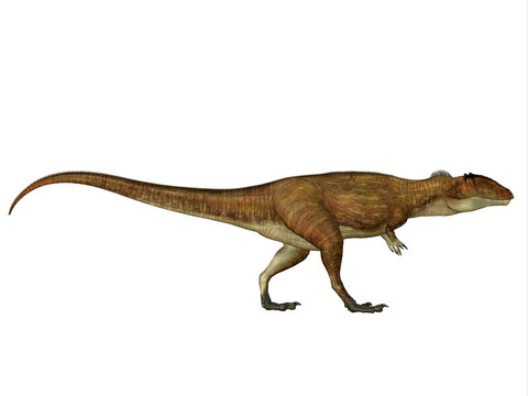 Carcharodontosaurus Side Profile - Carcharodontosaurus was a carnivorous theropod dinosaur that lived in Sahara, Africa during the Cretaceous Period.