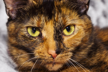 Tortoiseshell cat