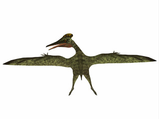 Pterodactylus Reptile Dinosaur - Pterodactylus was a flying carnivorous reptile that lived in the Jurassic Period of Bavaria, Germany. © Catmando
