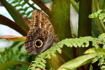 An Owl butterfly finds a comfy spot in the butterfly gardens.