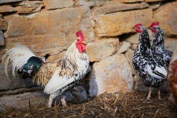 rooster or chicken on traditional free range poultry farm