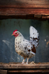 Chicken on traditional free range poultry farm