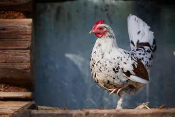Papier Peint photo autocollant Poulet Chicken on traditional free range poultry farm