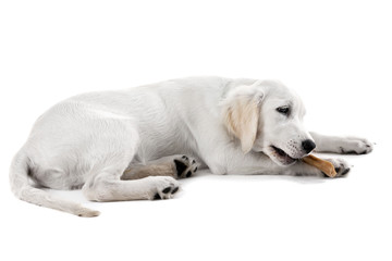 Labrador dog chewing bone isolated on white