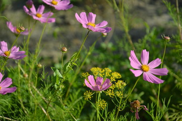 Летом в нашем садике