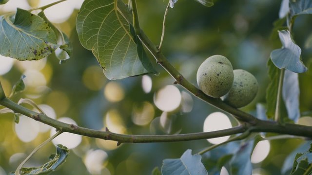 Walnut on the tree