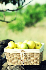 Green apples in wicker basket, outdoors