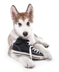 Cute Malamute puppy chewing gumshoes isolated on white