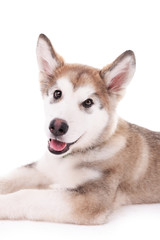 Portrait of Malamute puppy isolated on white