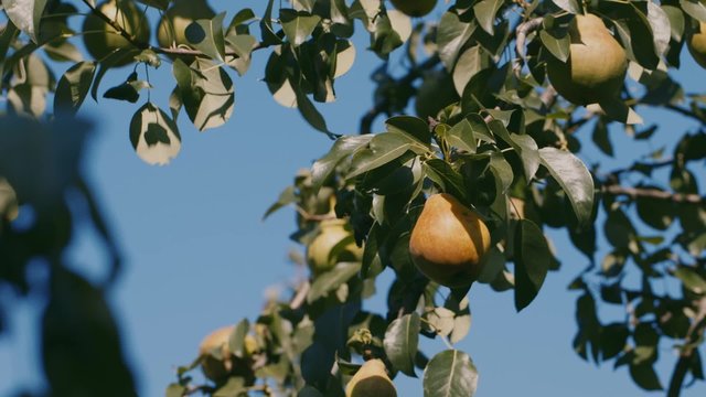 PEAR on the tree