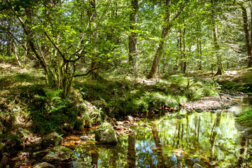 Forest, river and reflections