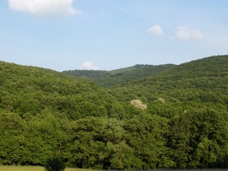 Obraz premium Deciduous forest and sky