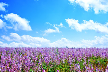 Fototapeta premium lavender
