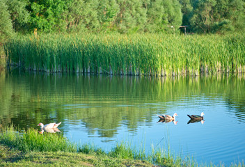 Lake