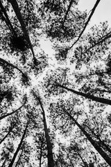 Pine forest in blank and white style